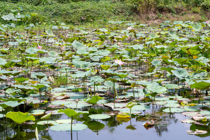 Khám phá thiên nhiên Ramsar Láng Sen - 13Win 21 link không chặn ngành Quản lý tài nguyên và 13Win32 cá cược thể thao 13WIN13 tăng cường năng lực nghiên cứu thực địa 33